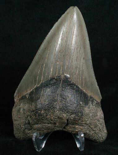 Serration Georgia Megalodon Tooth #5201
